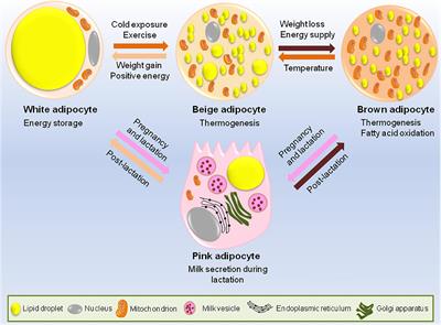 Epigenetic Regulation of Adipogenesis in Development of Metabolic Syndrome